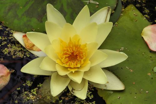 water lily nuphar lutea pond plant