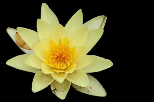 water lily nuphar lutea aquatic plant