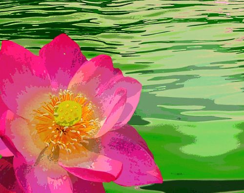 water lily blossom bloom