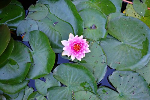 water lily lily plant