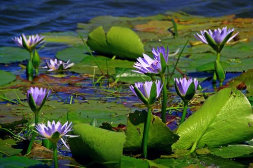 water lily nuphar lutea aquatic plant