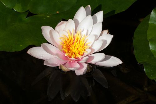 water lily nymphaea lake rose