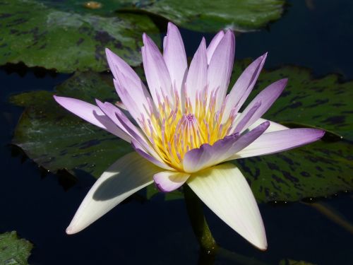 water lily purple blossom