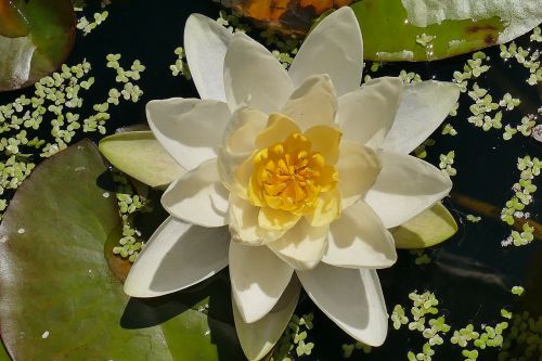 water lily white close