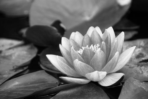 water lily black and white pond