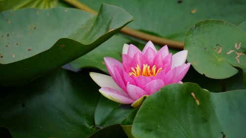 water lily flower pink