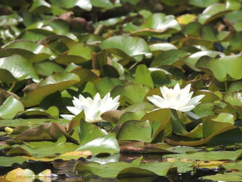 water lily white aquatic plant