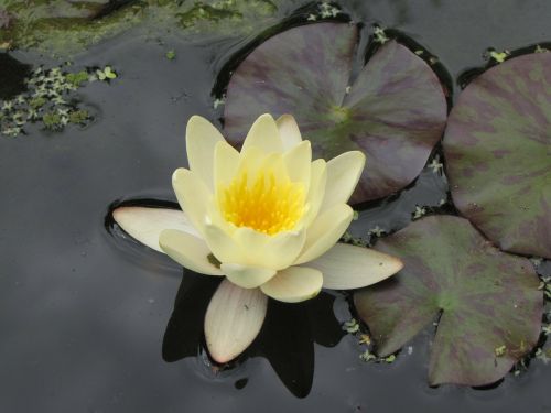 water lily ponds white