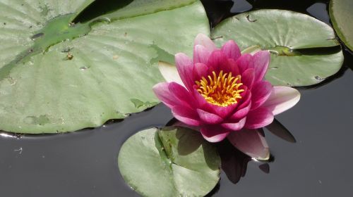 water lily pond