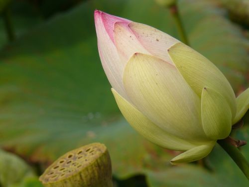 water lily lake bud