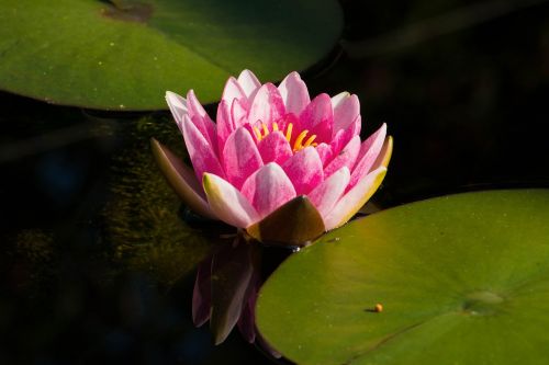 water lily pink blossom