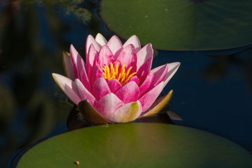 water lily pink blossom