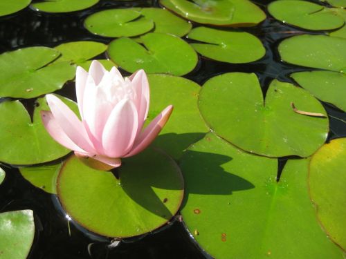 water lily flower blossom