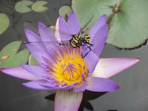 water lily bug dragonfly