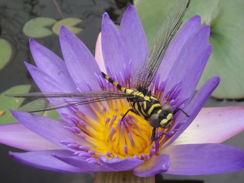 water lily bug dragonfly