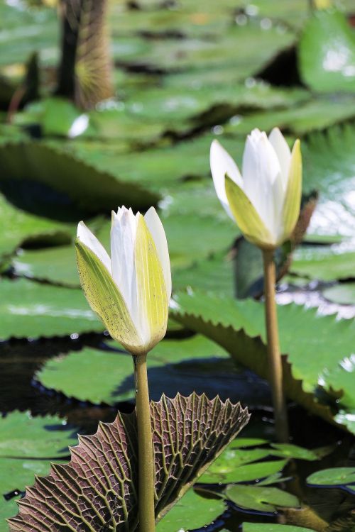 water lily flowering white flower