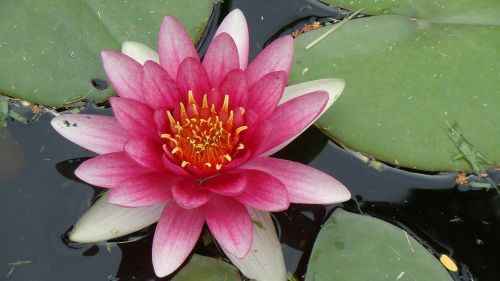 water lily bermuda pink flower
