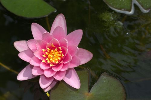 water lily lotus pond