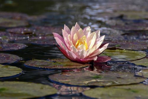 water lily aquatic plant blossom