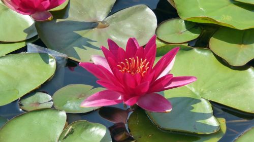 water lily blossom bloom