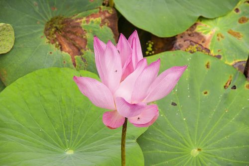 water lily aquatic plants tropical flower