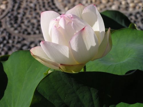 water lily flower pond