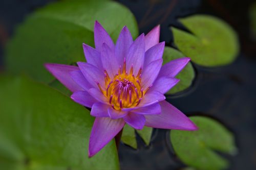 water lily flower violet
