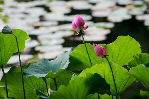 water lily zen garden