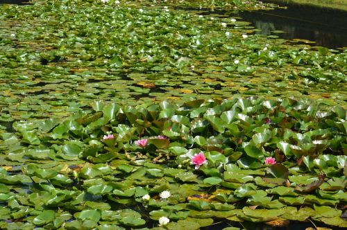 water lily pond water
