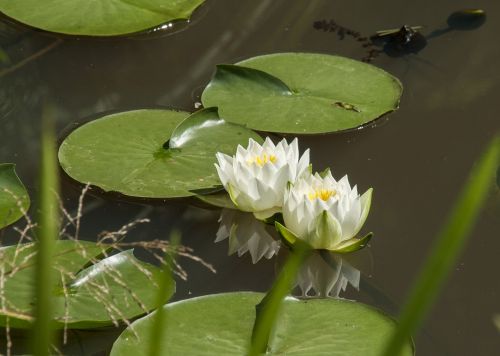 water lily plant pond