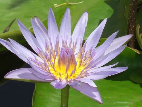 water lily violet blossom