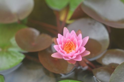 water lily karen pink