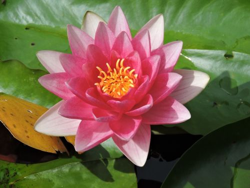 water lily pink aquatic plant