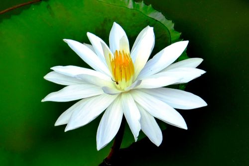 water lily flower aquatic plant