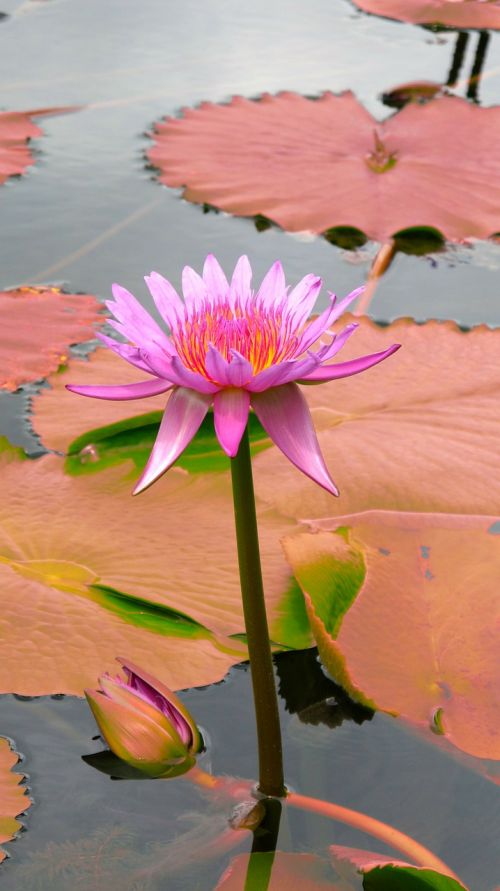 water lily pink lilies