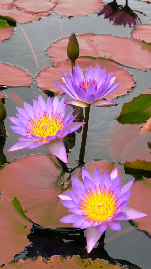 water lily lilies purple