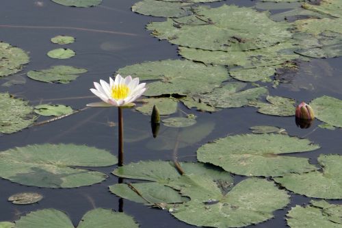 water lily lily flower