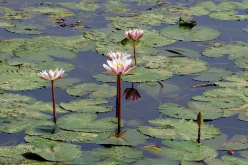 water lily flower plant