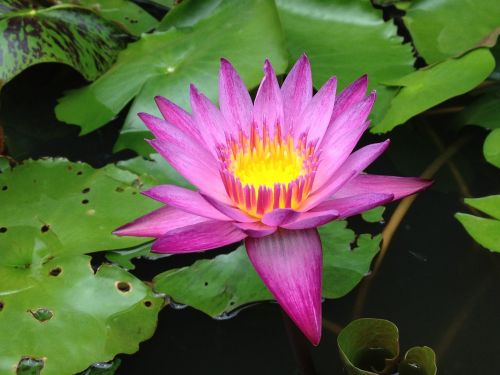 water lily lotus water