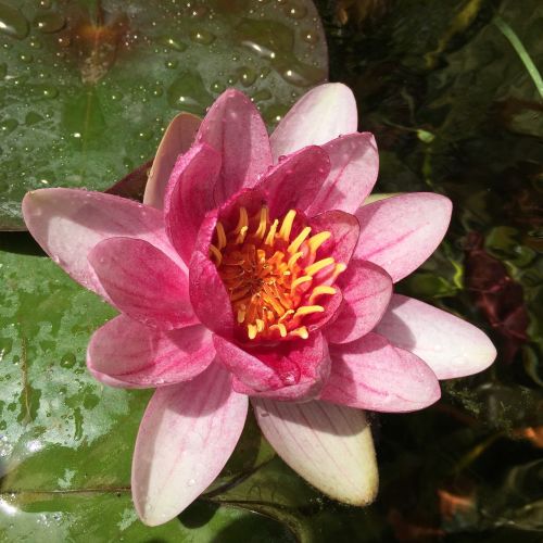 water lily pink aquatic plant