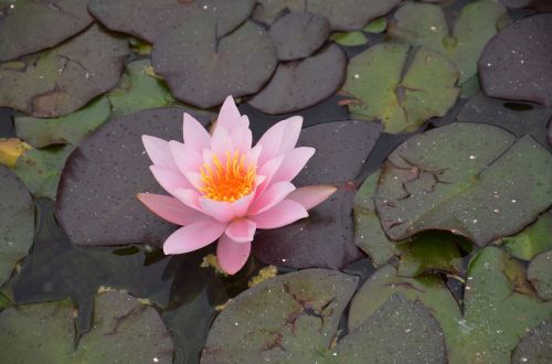 water lily pink orange