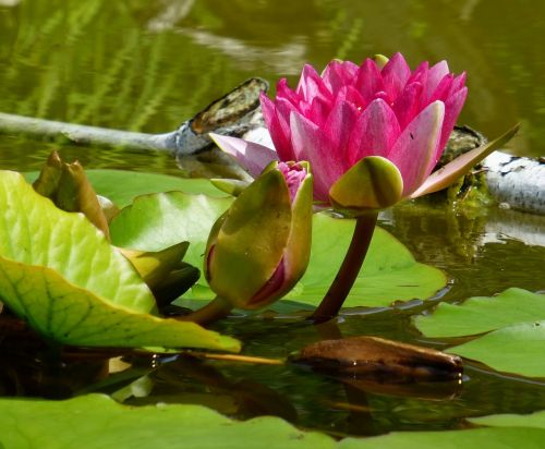water lily garden pond aquatic plant