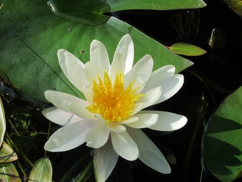 water lily pond green