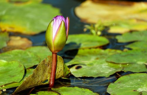 water lily bud aquatic plant