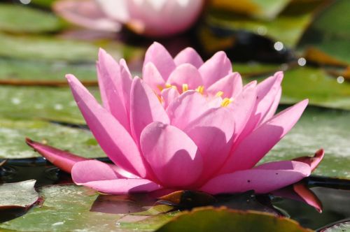 water lily flower green