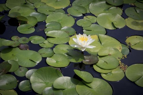 water lily pond summer