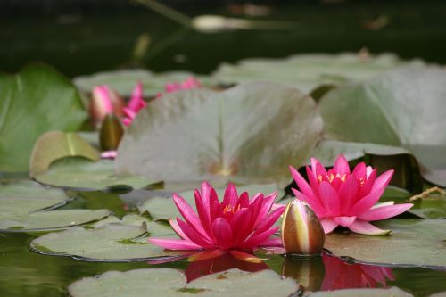 water lily pink flower