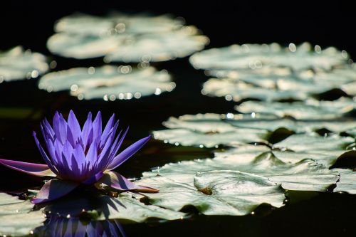 water lily waterside aquatic plant