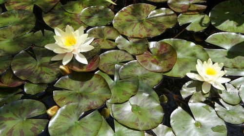 water lily flower pond