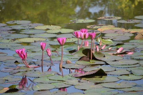 water lily flower pond